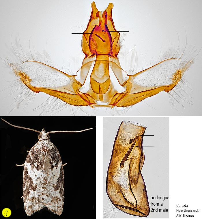 Acleris variana