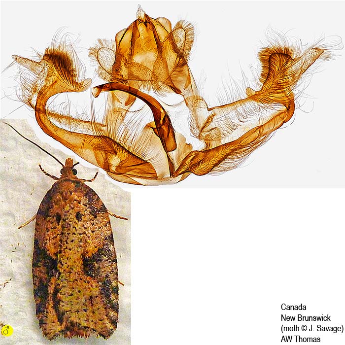 Acleris maccana