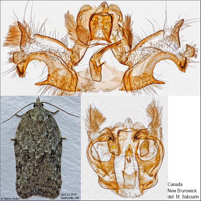 Acleris nigrolinea