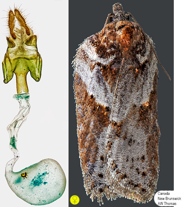 Acleris busckana