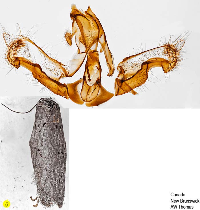 Acleris busckana