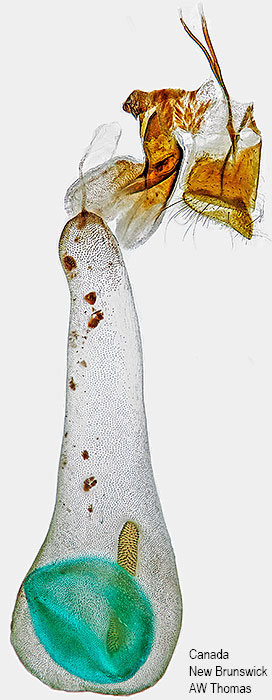 Nomophila nearctica