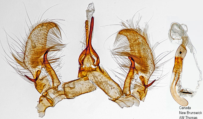 Crambus praefectellus