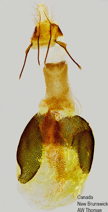 Sciota subfuscella