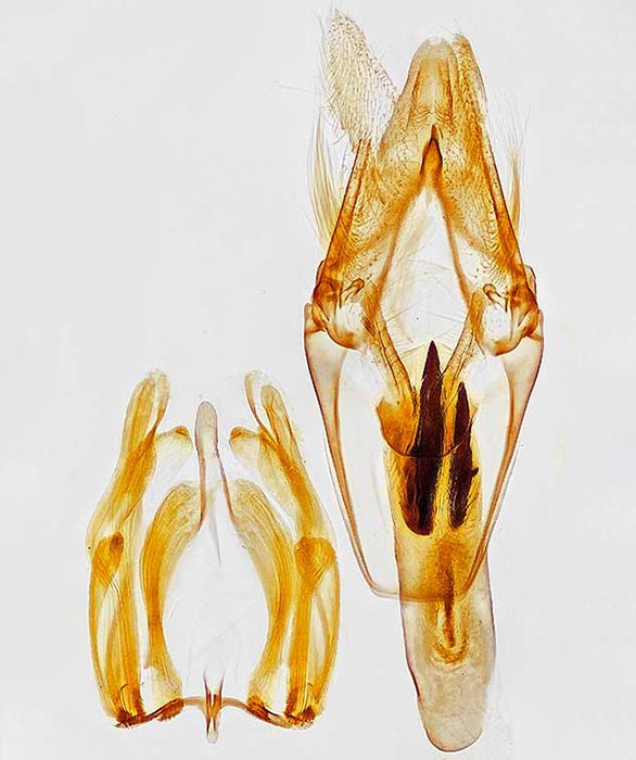 Sciota carneella