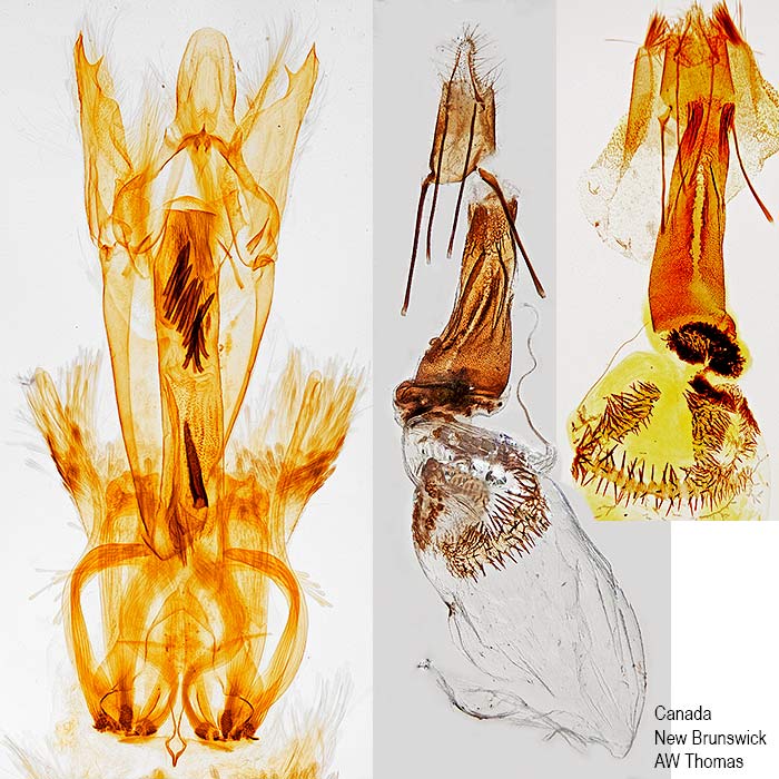 Dioryctria abietivorella