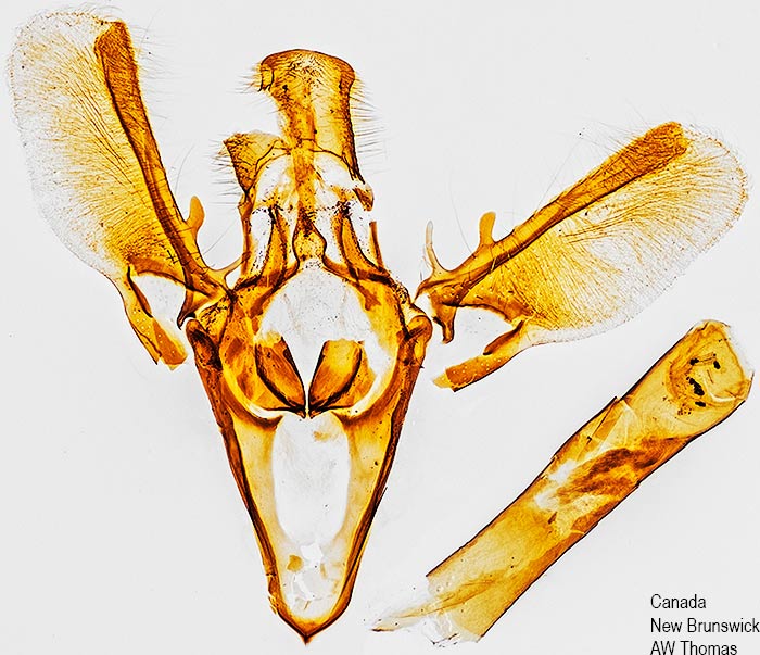 Moodna ostrinella