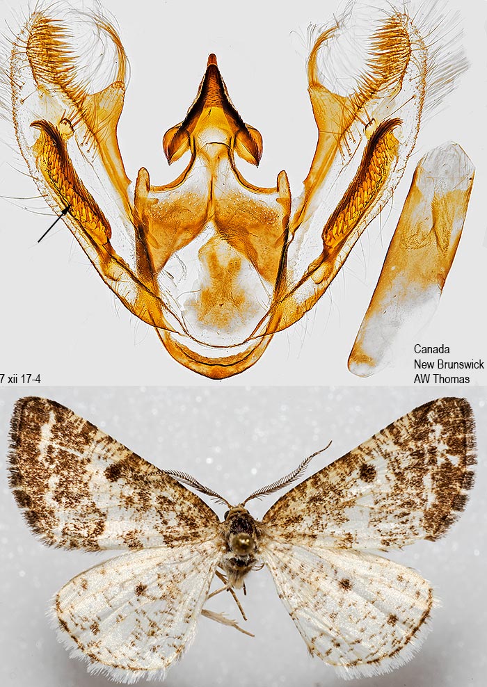 Eufidonia convergaria