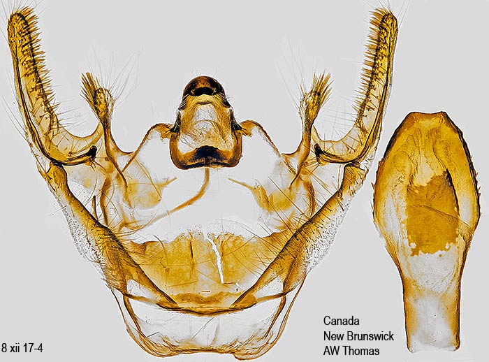 Xanthotype sospeta