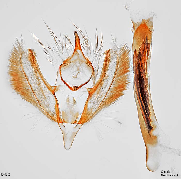 Spodolepis substriataria