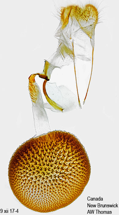 Idaea dimidiata