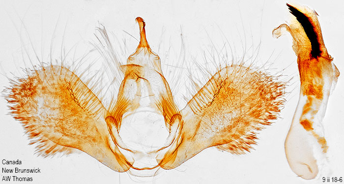 Dysstroma citrata