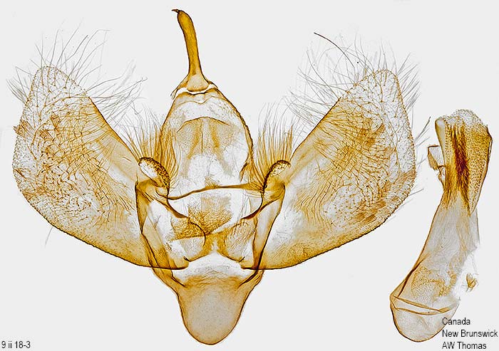 Ecliptopera silaceata