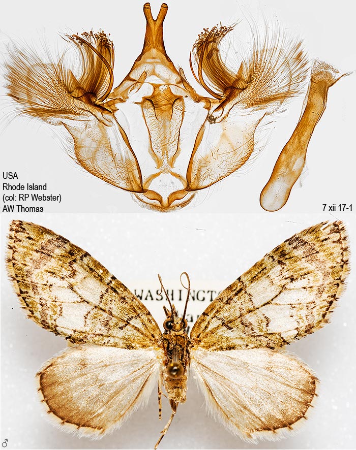 Hydriomena pluviata