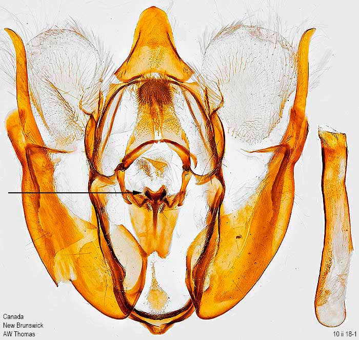 Rheumaptera undulata