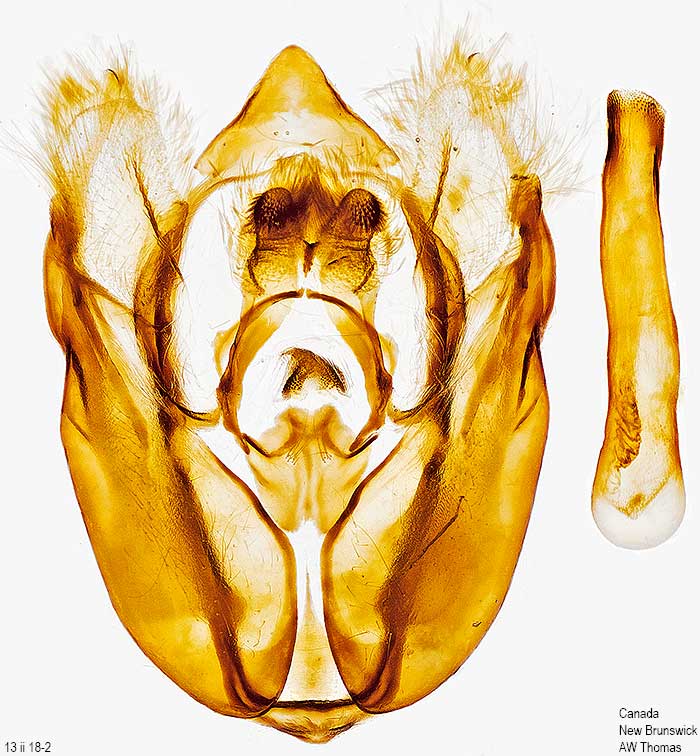 Rheumaptera prunivorata