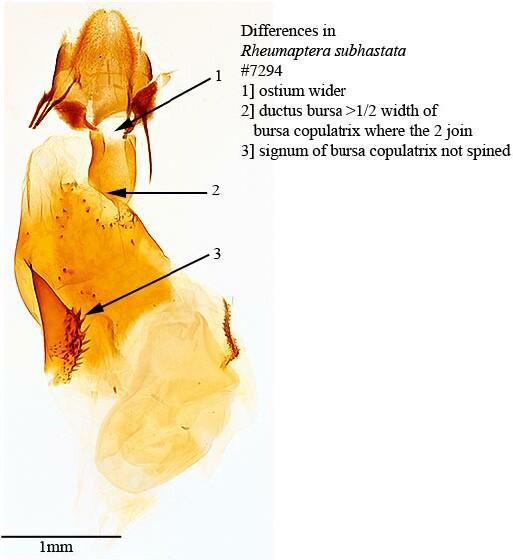 Rheumaptera hastata