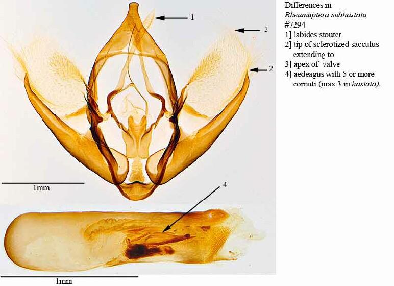 Rheumaptera hastata