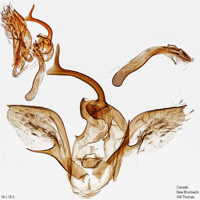 Costaconvexa centrostrigaria