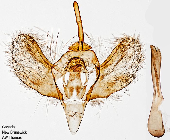 Operophtera bruceata