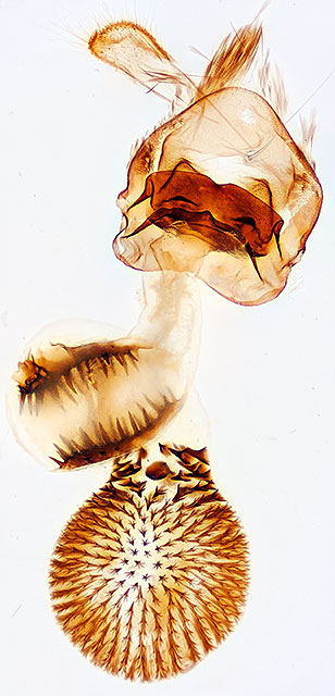 Horisme intestinata