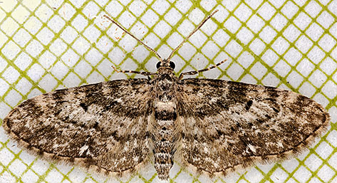 Eupithecia casloata