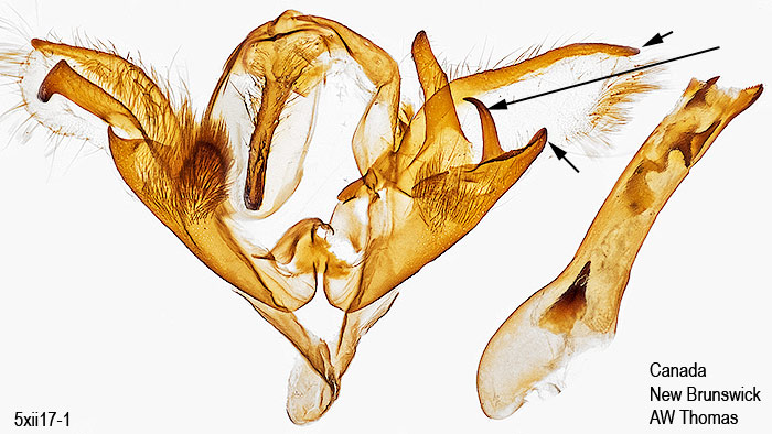 Caenurgina crassiuscula