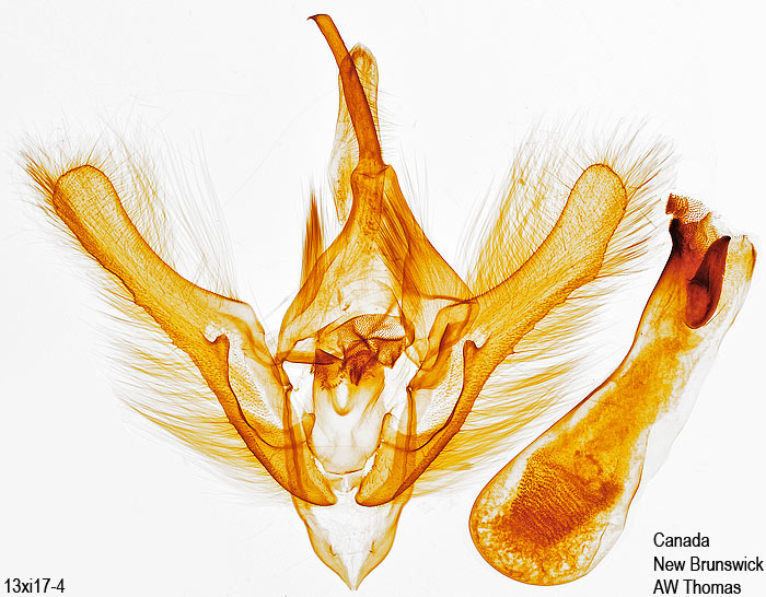 Syngrapha rectangula