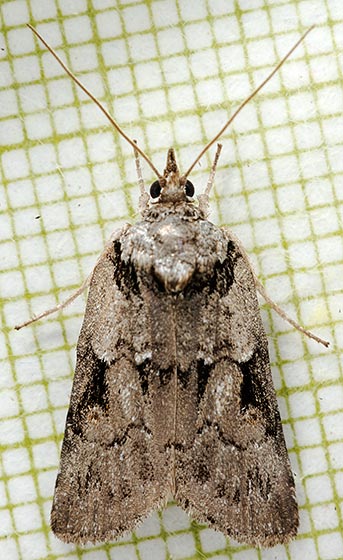 Nycteola frigidana