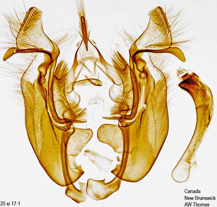 Loscopia velata