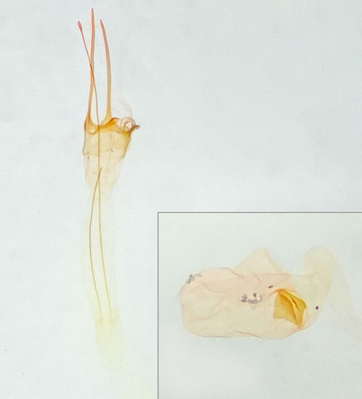 Pseudotelphusa fuscopunctella