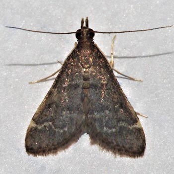 Steniodes declivalis