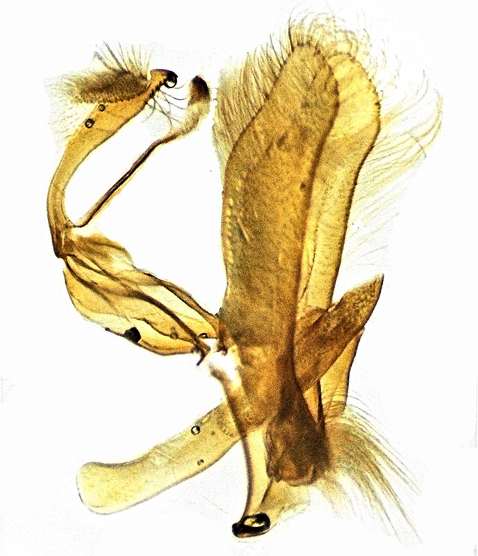 Toxonprucha excavata