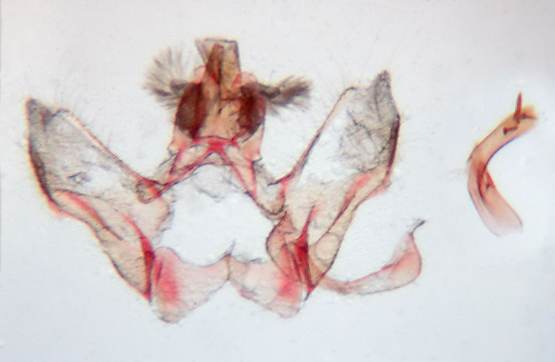 Acleris albinivia