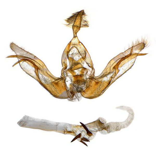 Lophoceramica artega