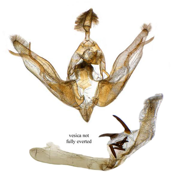Lophoceramica artega