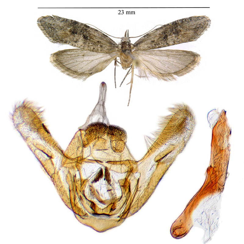 Ellabella editha