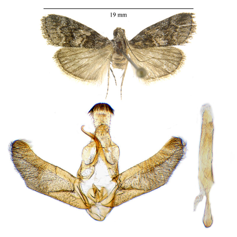 Pococera fuscolotella