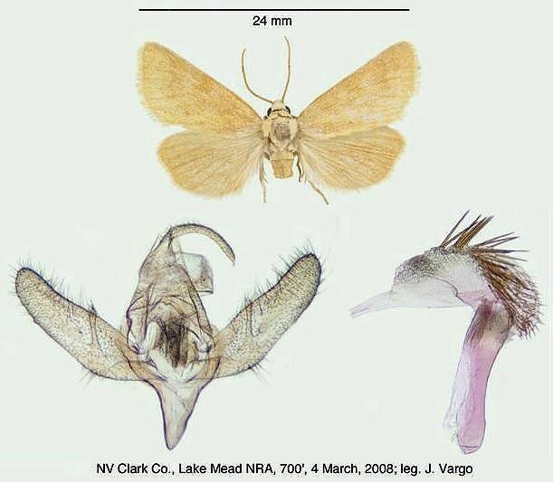 Azenia templetonae