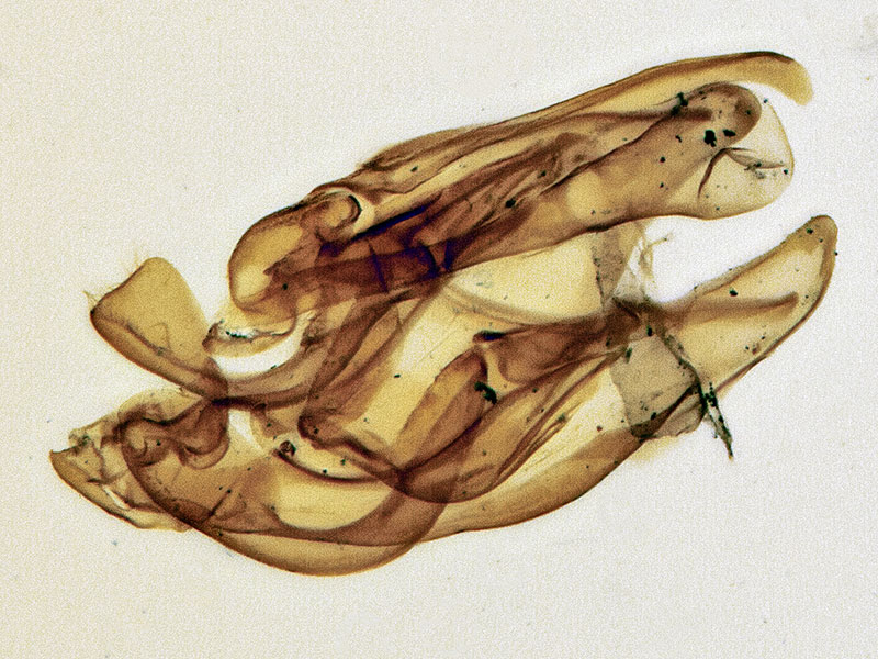 Gnorimoschema ericameriae