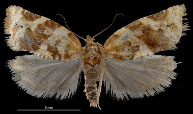 Argyrotaenia ljungiana