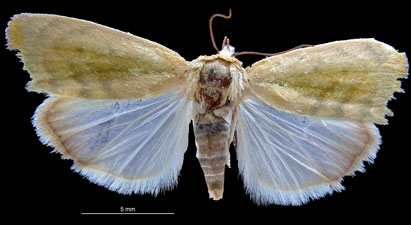 Earias insulana