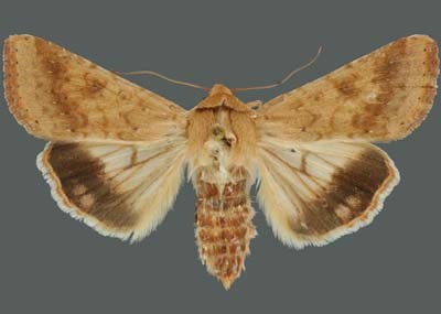 Helicoverpa armigera