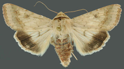 Helicoverpa armigera