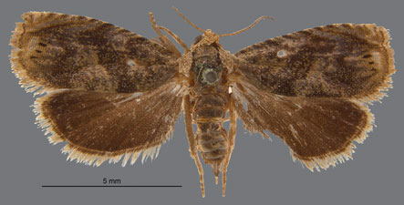 Leguminivora glycinivorella