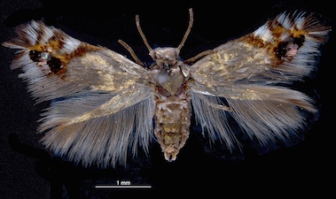 Leucoptera malifoliella