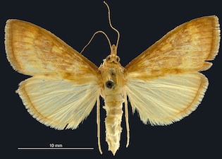 Ostrinia furnacalis