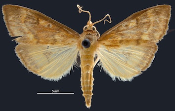 Ostrinia furnacalis