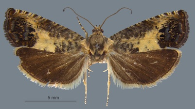 Pammene fasciana