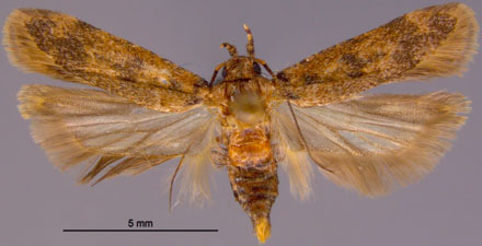 Pectinophora gossypiella